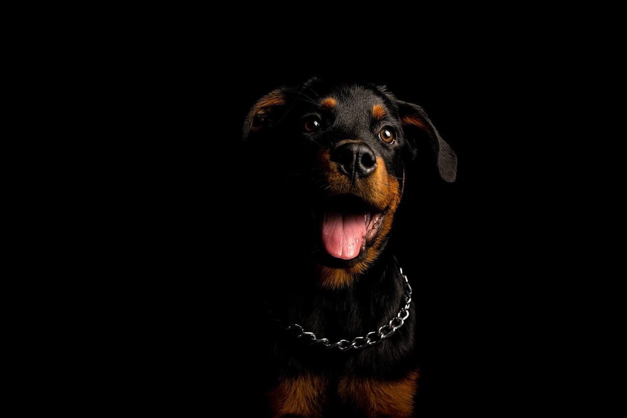 Can Dogs Eat Lobster? Best 7 Expert Tips!
