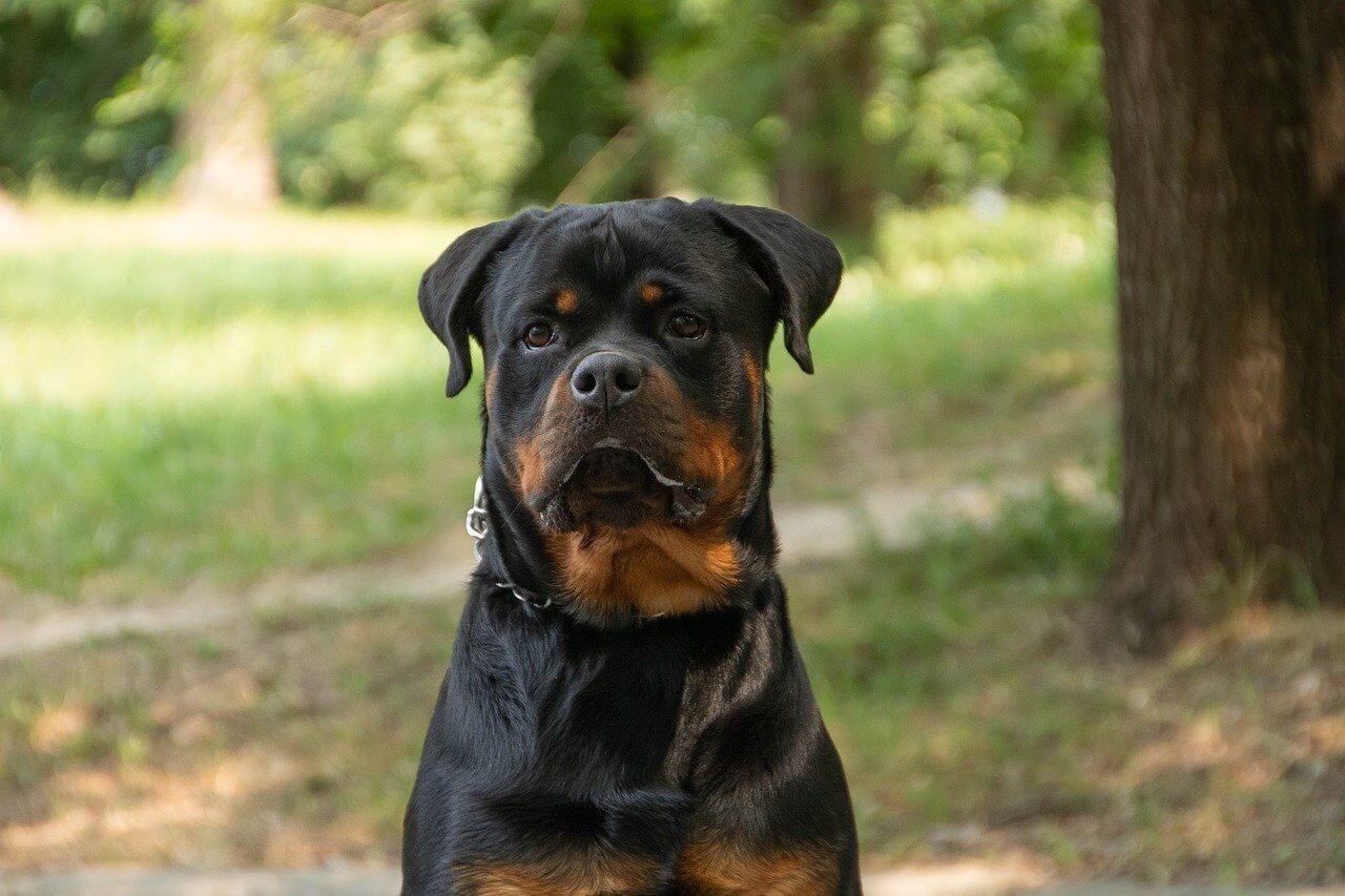 At What Age Do Rottweilers Become Aggressive? Best 7 Tips!