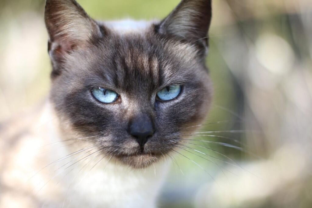 Can Cats Eat Ground Beef? Best 7 Health Tips!