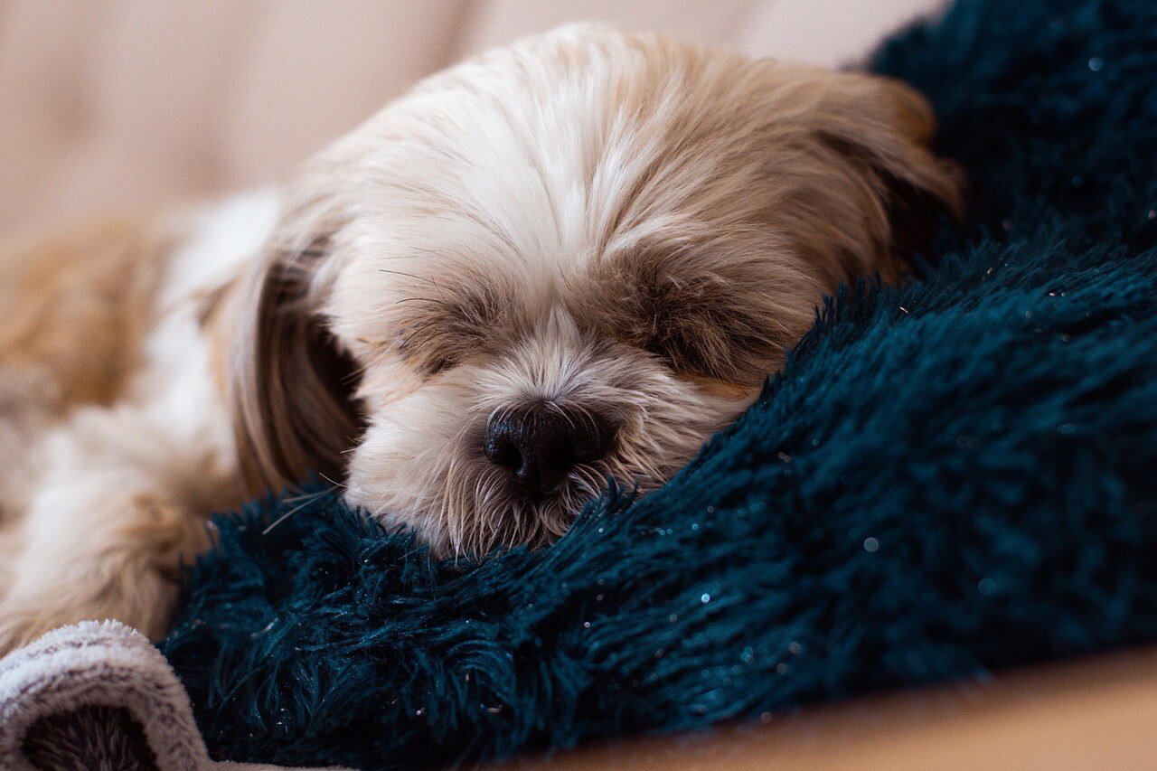 Understanding Melanocytoma in Dogs: Best 7 Expert Tips!