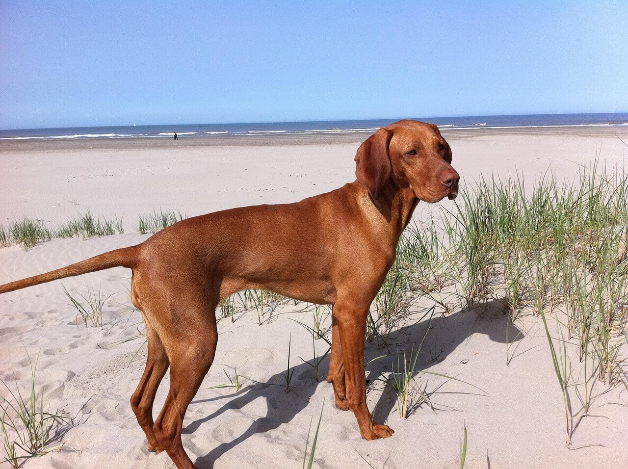 My Dog Ate a Mango Seed: Best 7 Expert Tips!