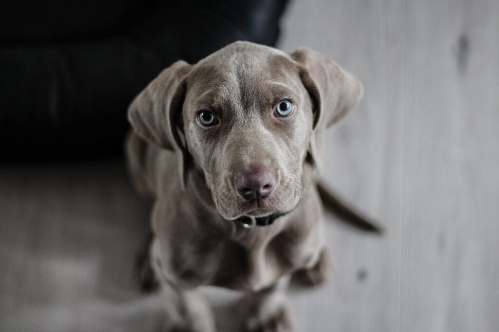 Why Do Dogs Get Zoomies After a Bath? Best 7 Tips!