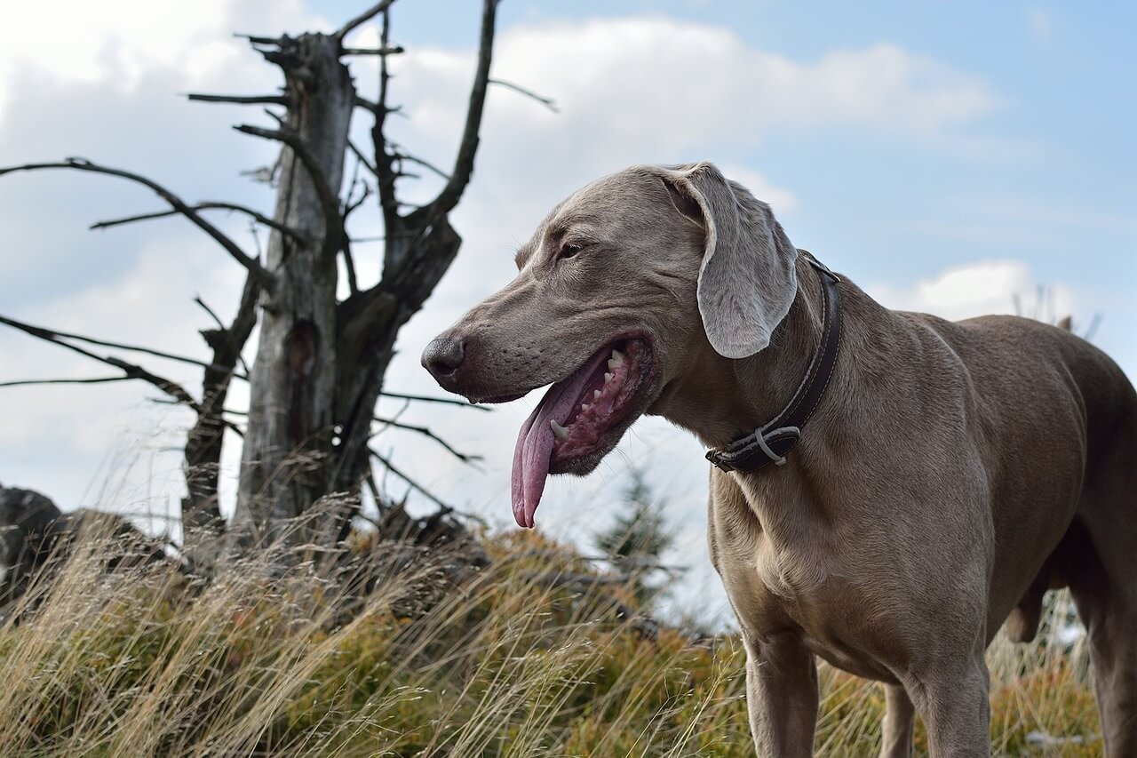 What Color Toys Are Best for Dogs? Best 7 Expert Tips!