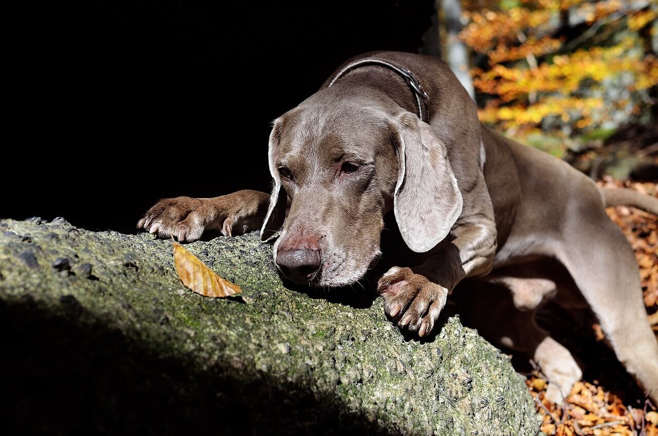 Understanding Hypertrophic Osteopathy in Dogs: Best 7 Tips!