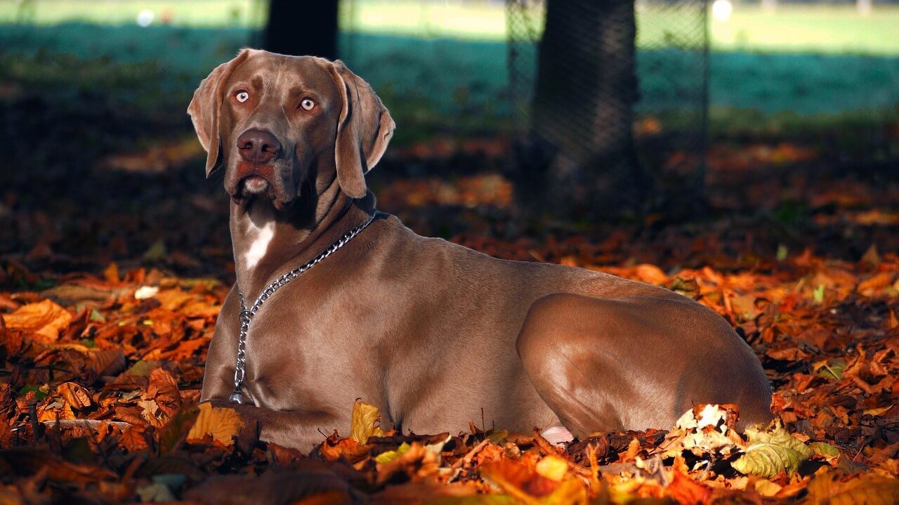 Can Dogs Eat Vanilla Wafers? Best 7 Expert Tips!