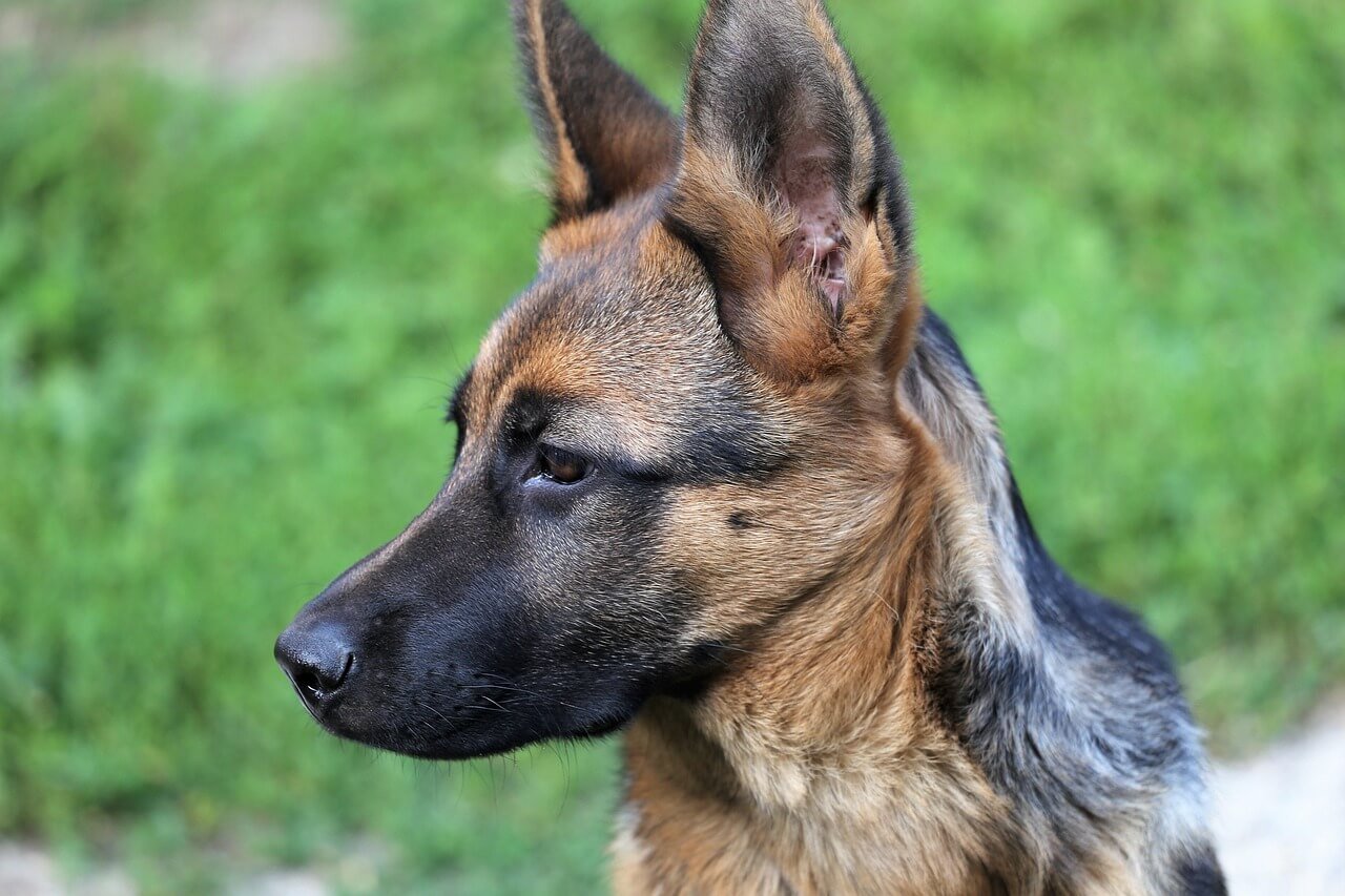 German Shepherd Dog Names: Best 7 Expert Tips!