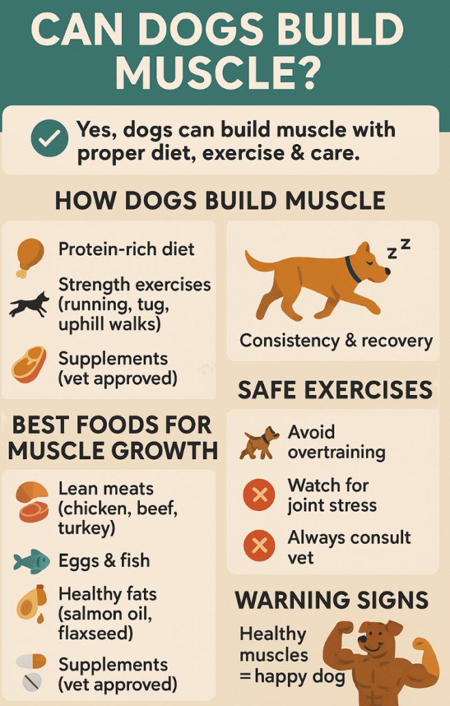 Can Dogs Build Muscle? Best 7 Expert Tips!