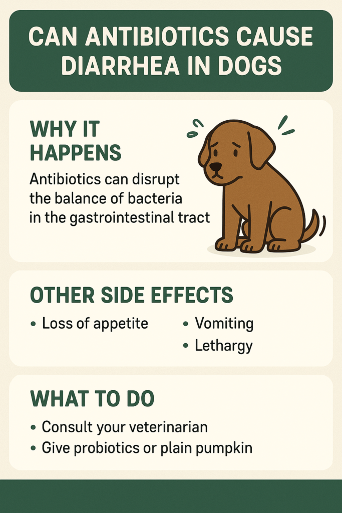 Can Antibiotics Cause Diarrhea in Dogs? Best 7 Expert Tips!
