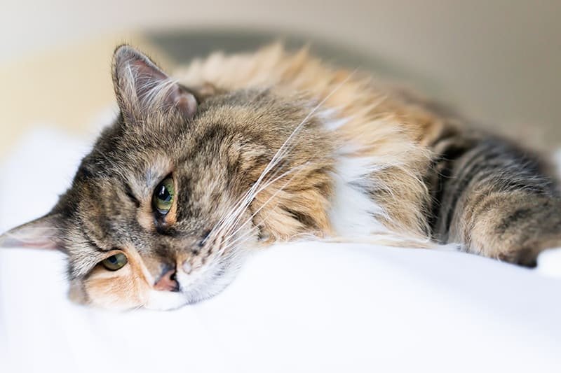 Low Red Blood Cell Count in Cats: Best 7 Expert Tips!